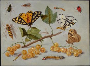 Jan Van Kessel : Butterflies and Insects